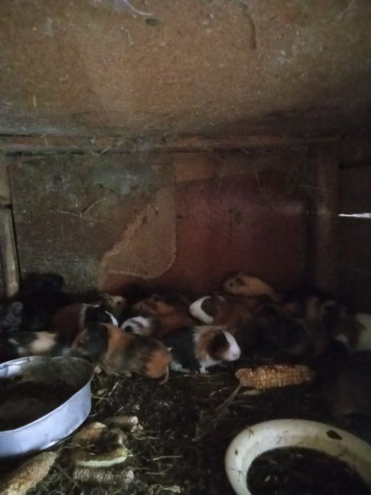 Продам морских свинок