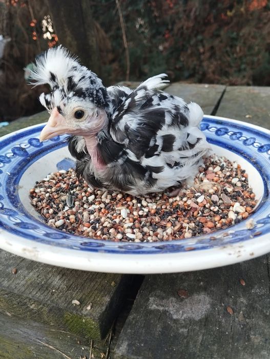 Karma dla kur ozdobnych