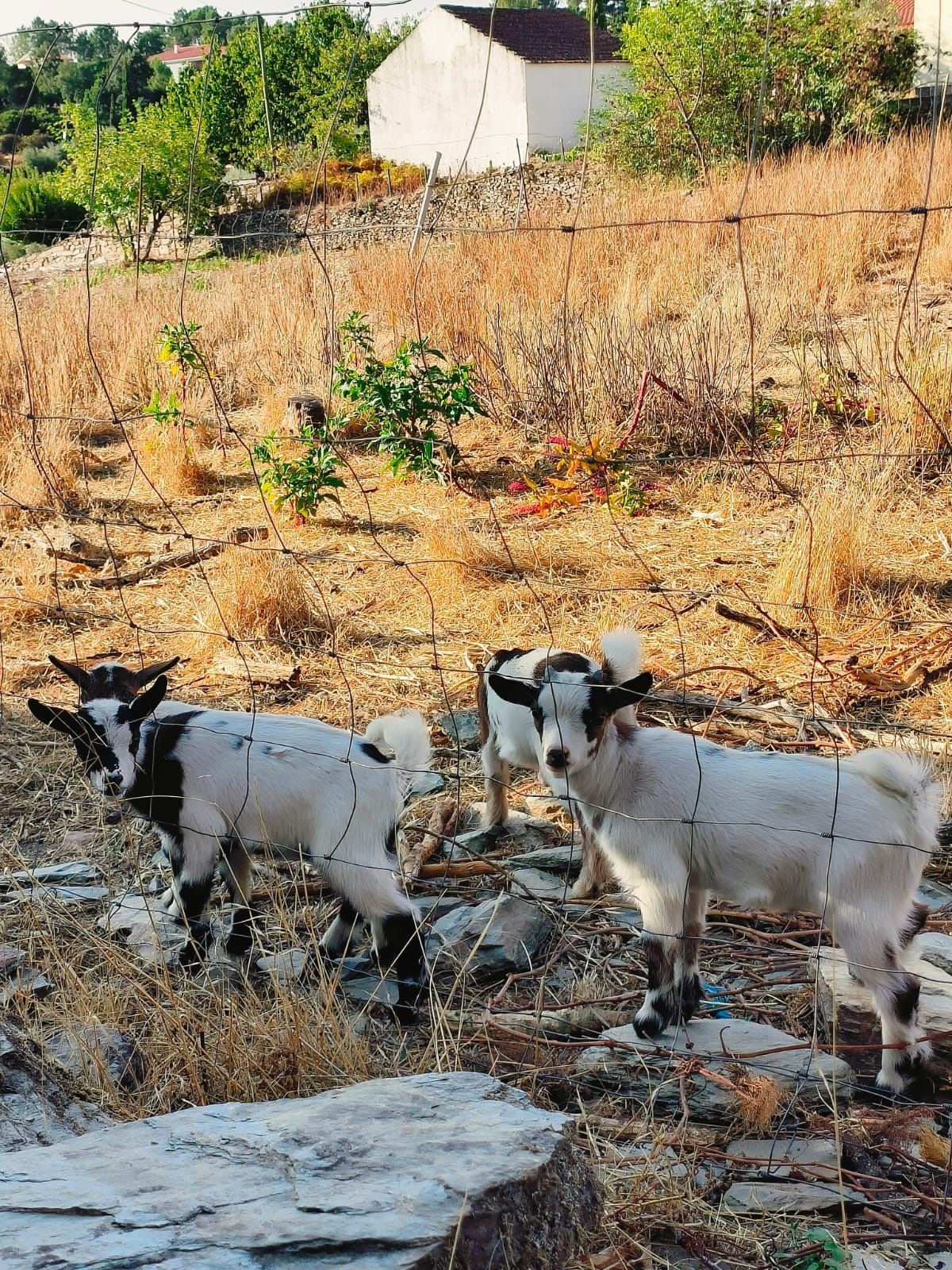 Cabras anãs fêmeas