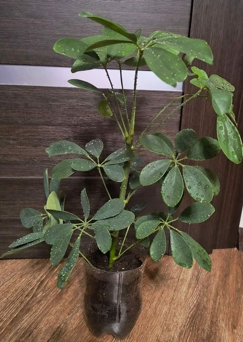 Шефлера  250 грн