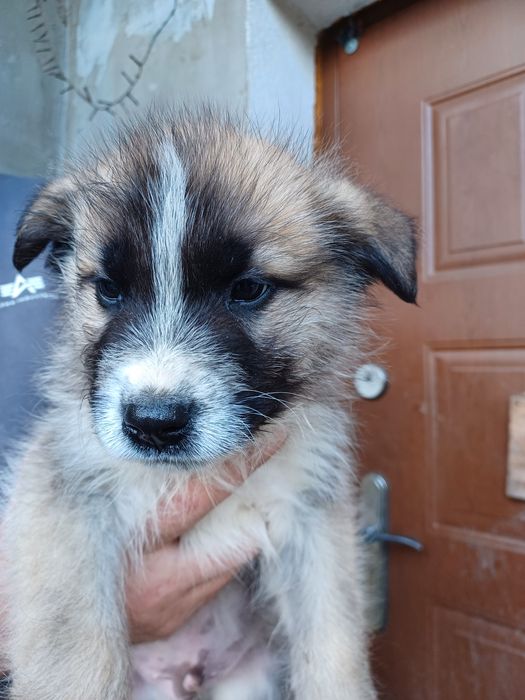 Oddam pieski w dobre ręce