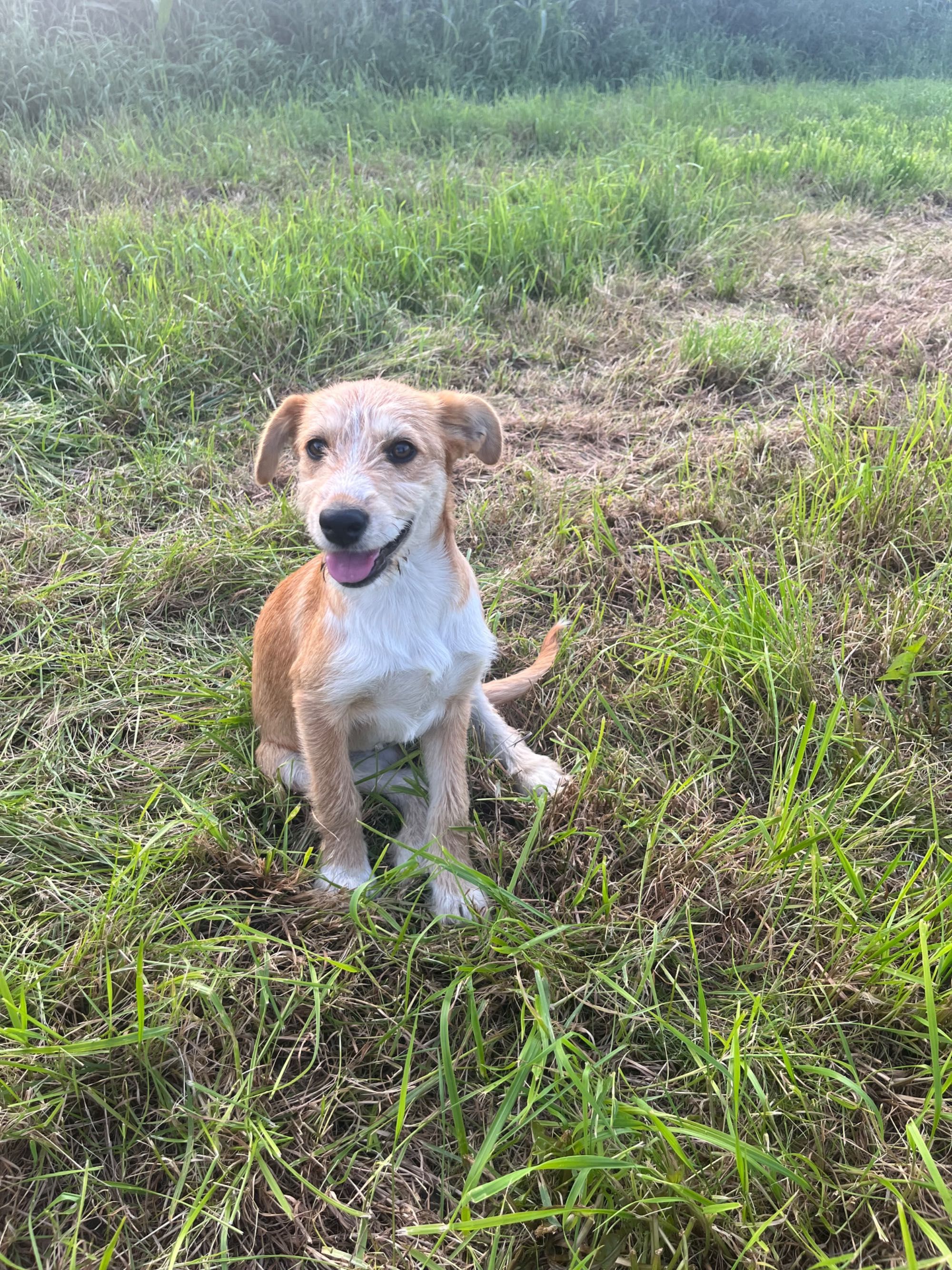 Oddam do dobrego domu