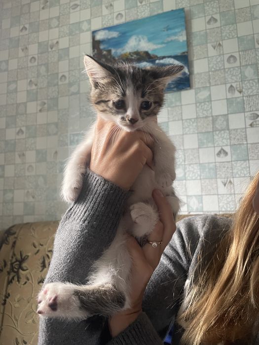Віддам кошенят в добрі руки