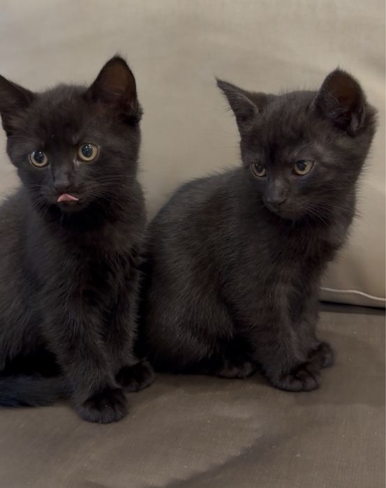 Прекрасные кошечки ищут семью. Привезем бесплатно.