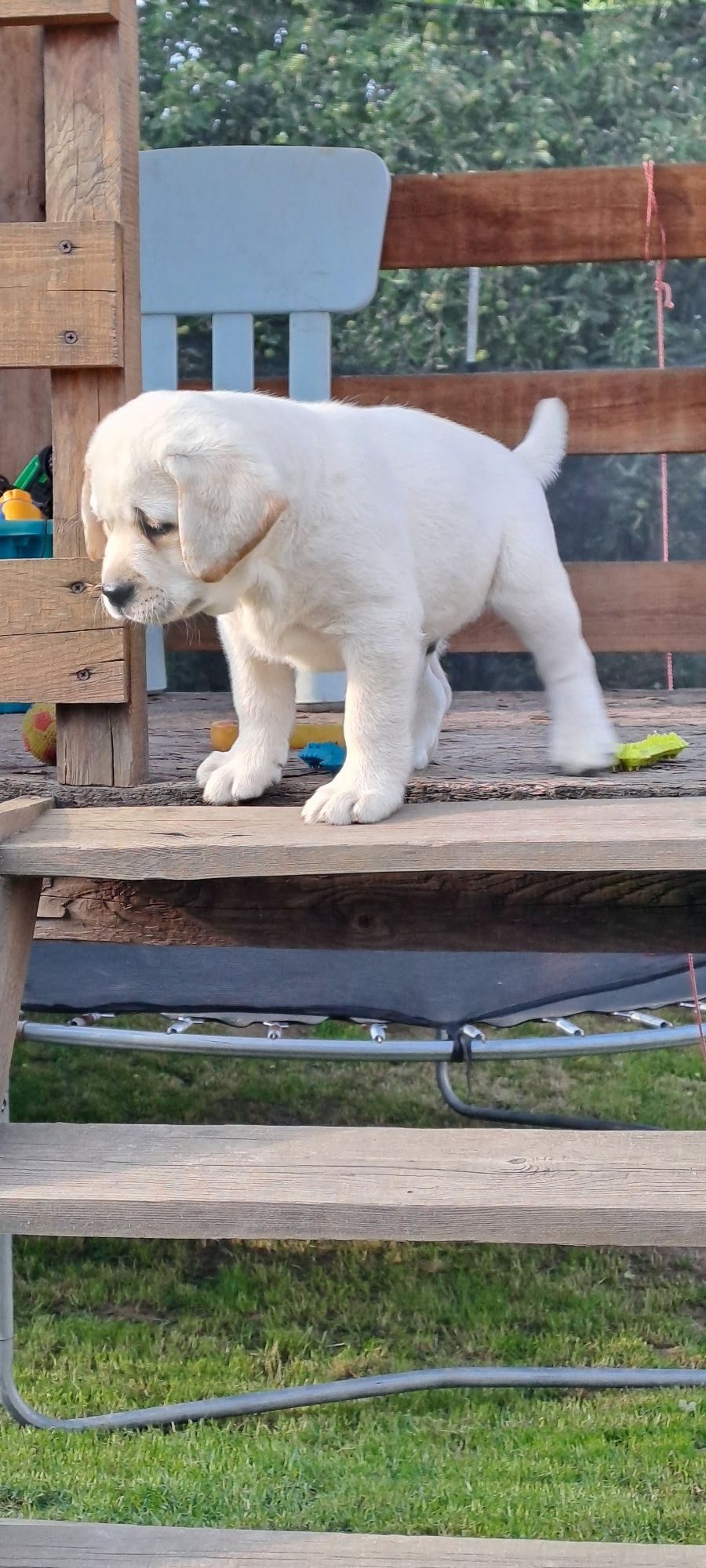 Labrador retriever biszkoptowy