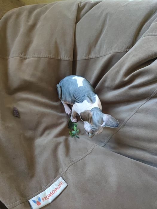 Гарнюня дівчинка сфінкс шукає родину