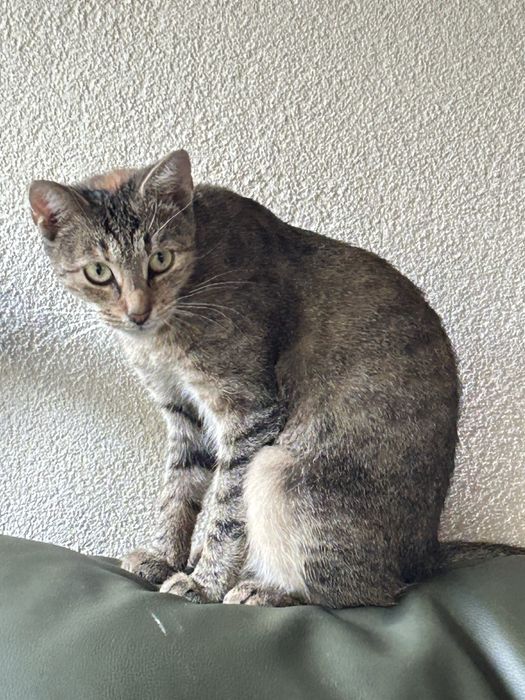 Tigra - poleca się do adopcji .