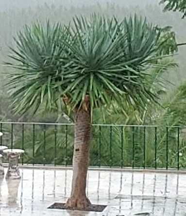 Dragoeiro - Dracaena draco em vaso - Lote de 2 plantas