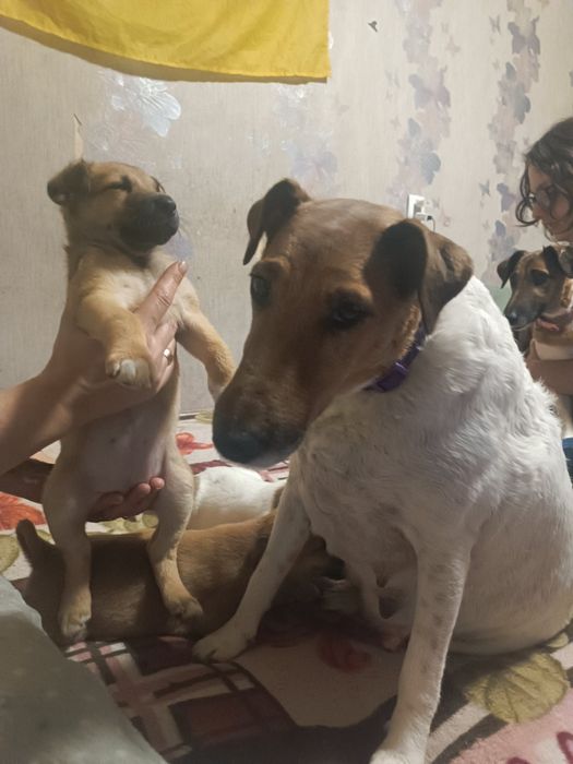 Цуценята.Фокс тер'єр метиси,дівчатка.Собака