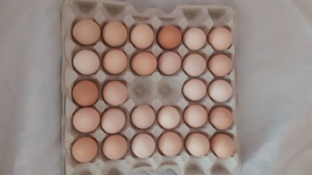 Інкубаційне яйце бройлера