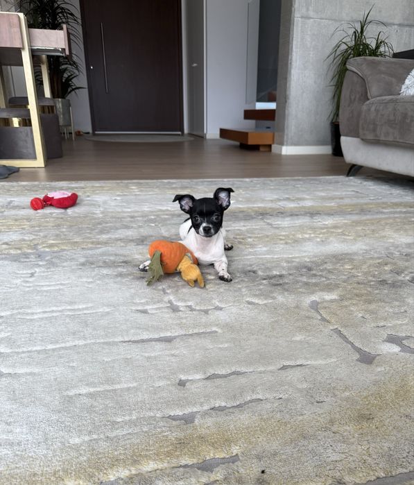 Excelente mini Chihuahua/Chiuaua de Qualidade