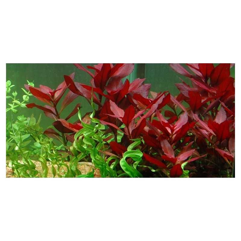 Ludwigia repens 'Rubin' – Planta aquática