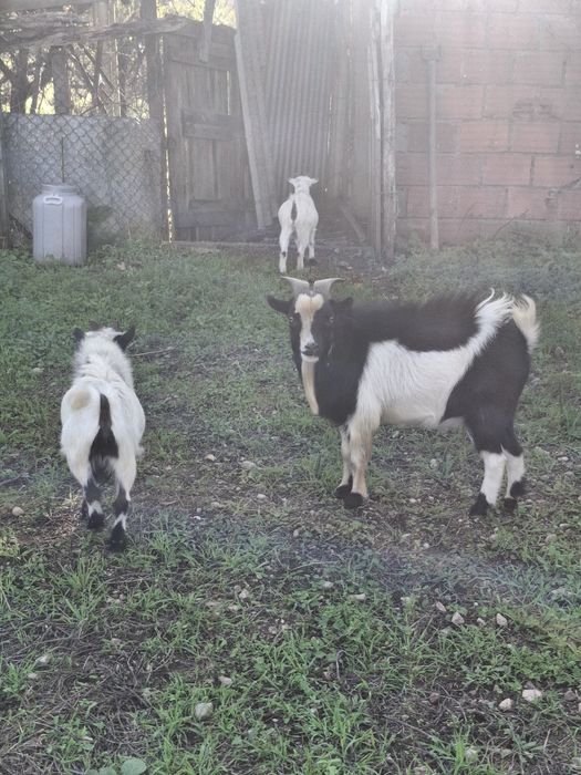 Vendo Cabras anãs