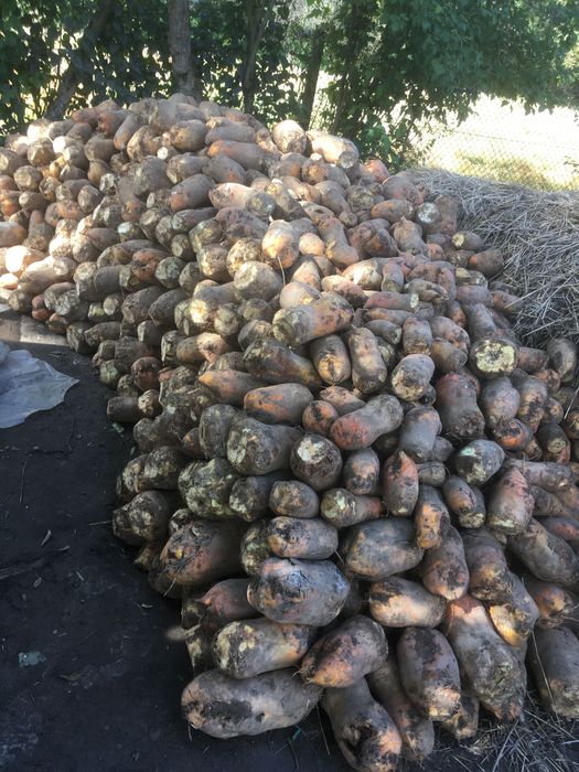 Кормовий бурак 2-3 тони