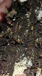 Colembolos ( Springtails )