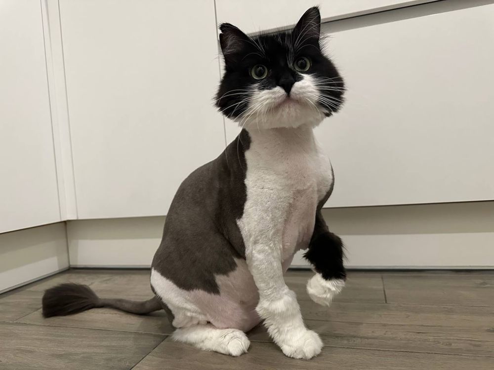 Котячий грумер, грумінг для кота,правий берег,тиха машинка