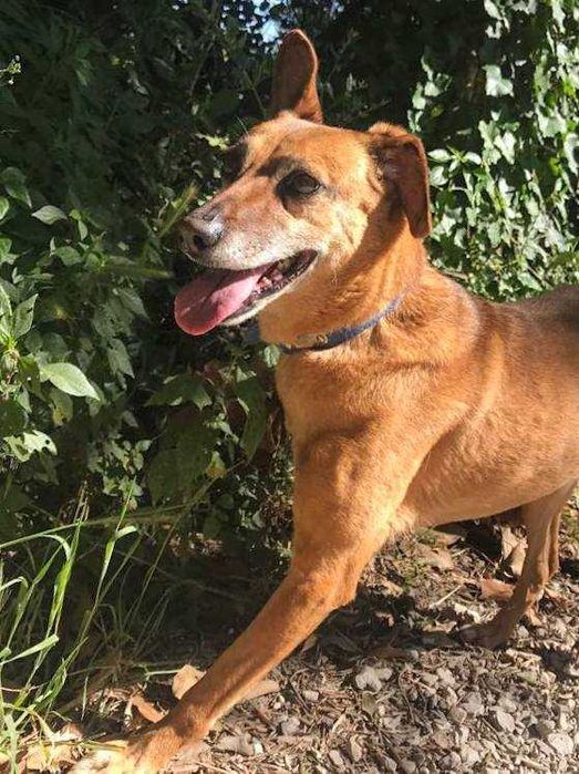 Alice - cadela média para adoção