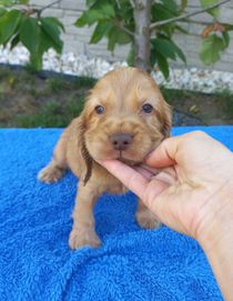 Cocker Spaniel Angielski