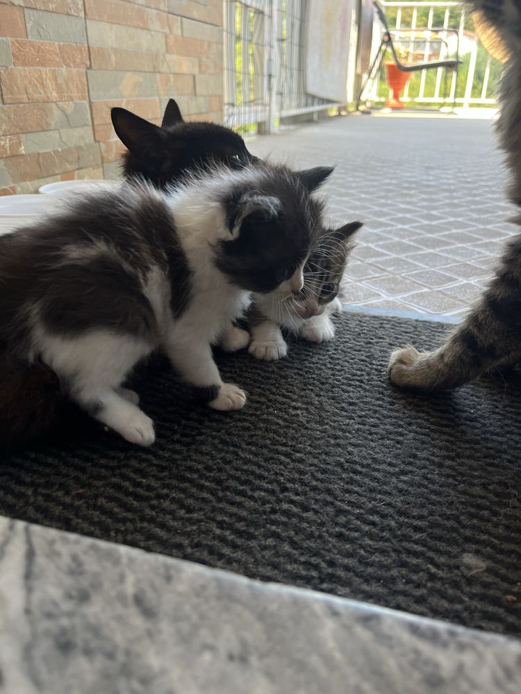 Doa-se gatos bebés