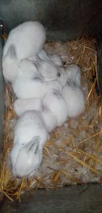 Продам гризунів кролики породи Калифорния