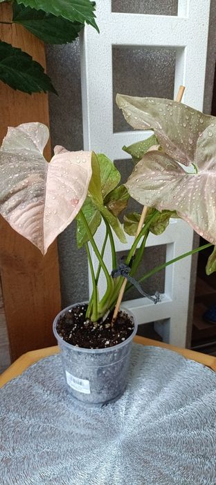 Syngonium Pink Doble Marble variegata