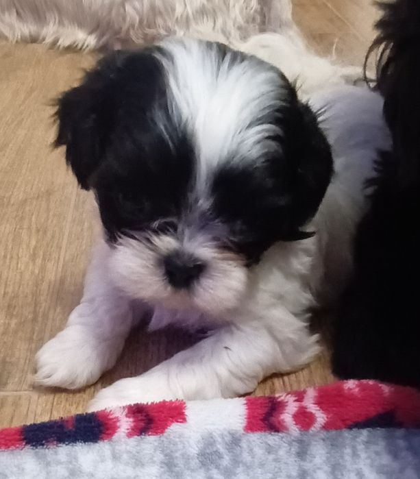 Szczenię Shih-Tzu suczka