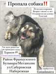 Пропала собака в Харькове
