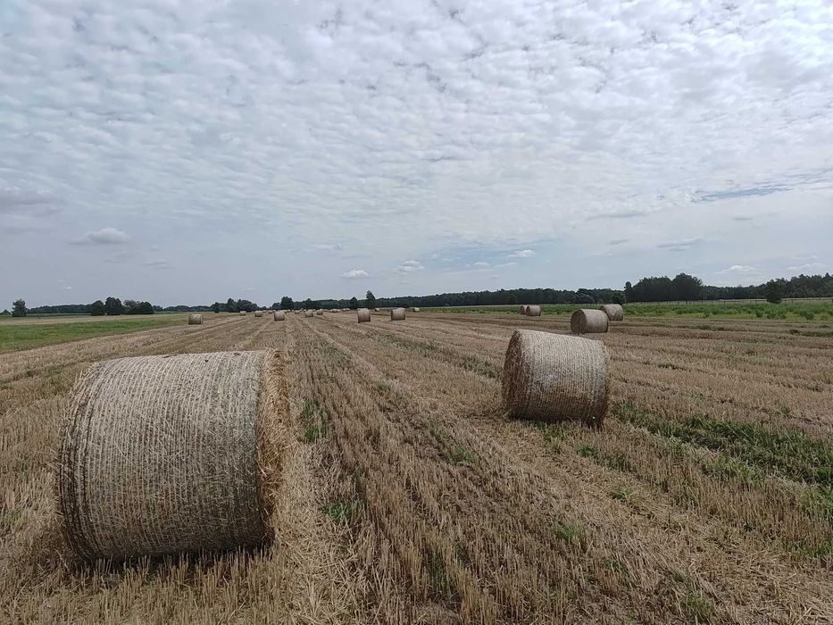 Słoma bele po prasie pasowej