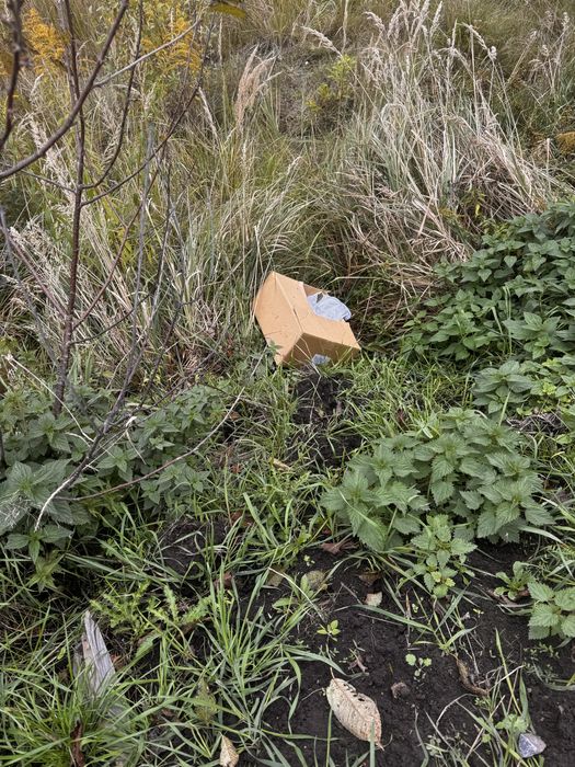 Рижі руді кошенята коти котики