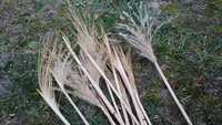 Bazie, kwicie bambusowe