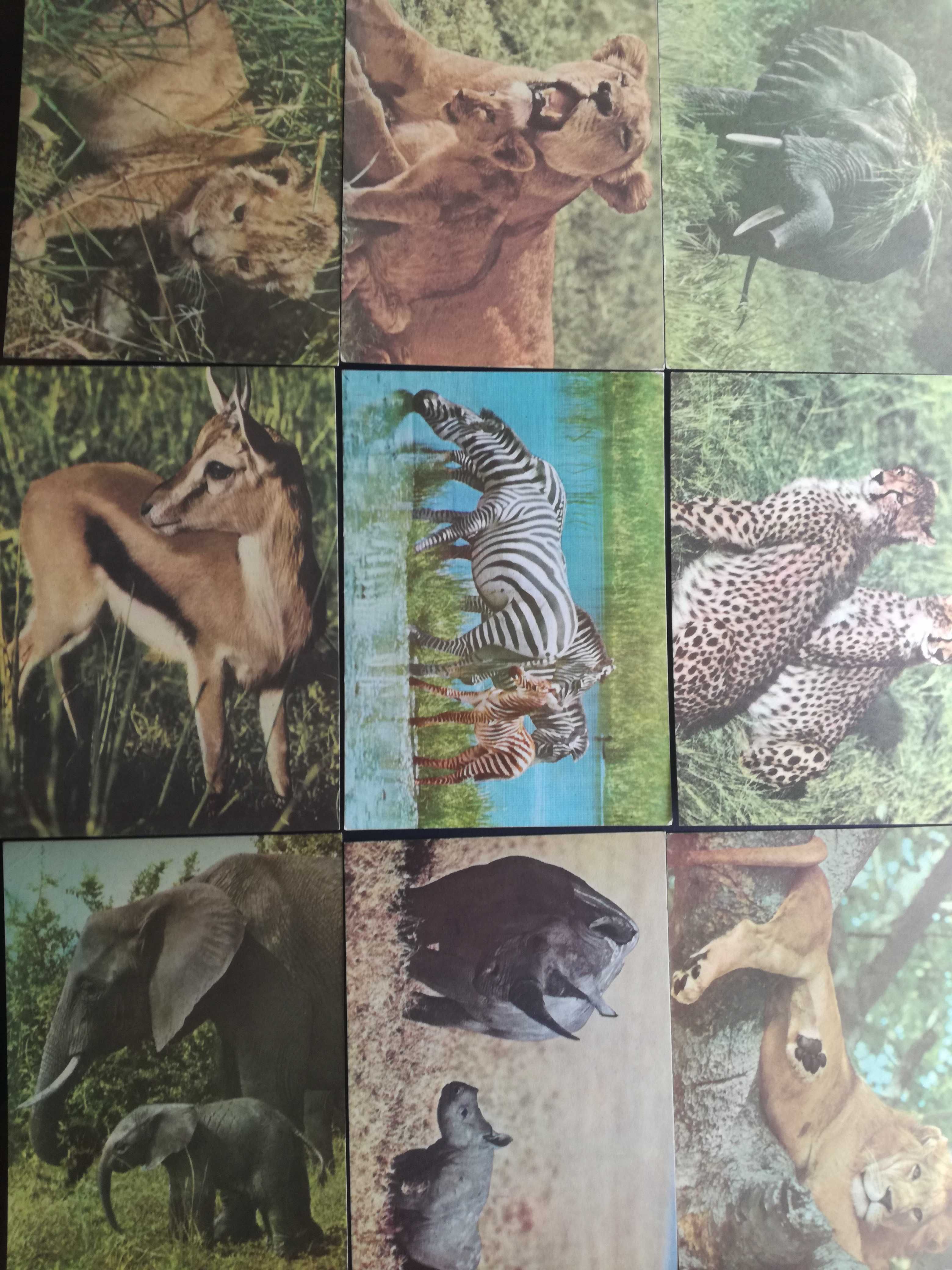Vendo coleção de 9 postais de Fauna Africana,serie completa.