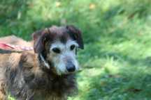 Staruszka Dora pilnie szuka domu. Adopcja bezpłatna.