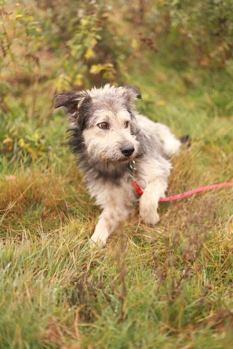 Wesoły i towarzyski pies szuka nowego domku