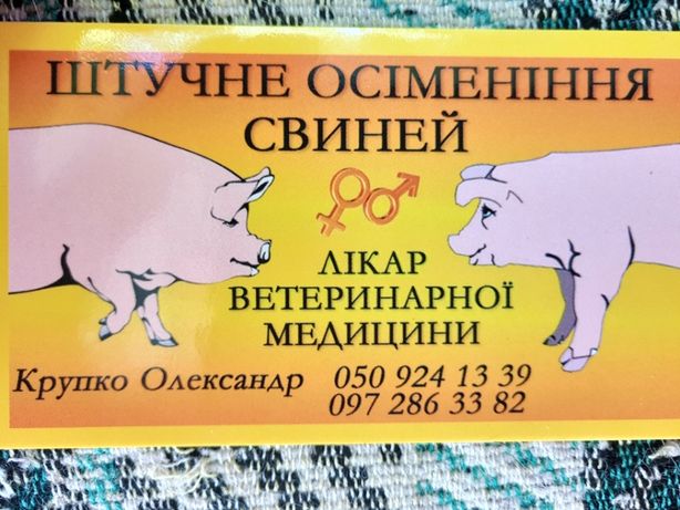 Искуственное осеменение свиней Царичанка Кобеляки Магдалиновка