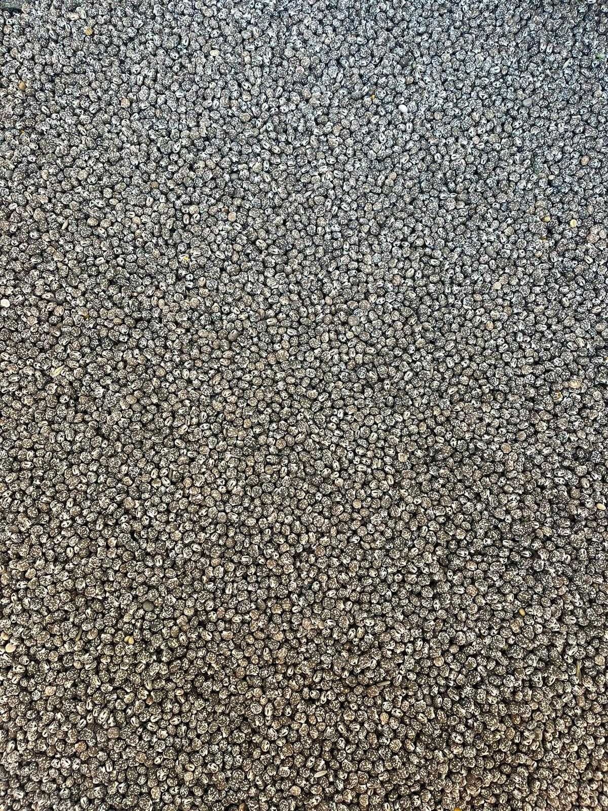 Łubin wąskolistny odmiana Karo (Lupinus angustifolius L.)