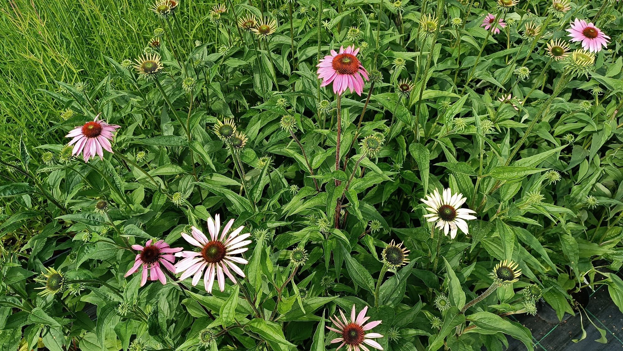 Jeżówka purpurowa Echinacea Purpurowa - duże gęste sadzonki