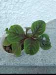 Planta de ouro...