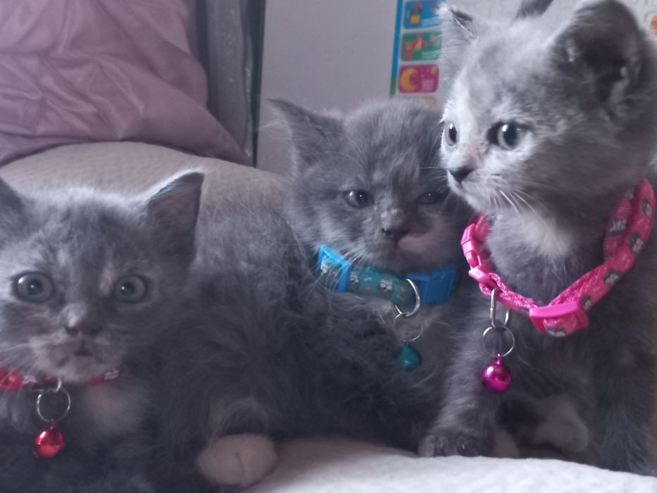 Котенята 2 місяці (2дівчинки і 1 хлопця)