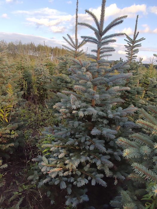 Choinki świąteczne