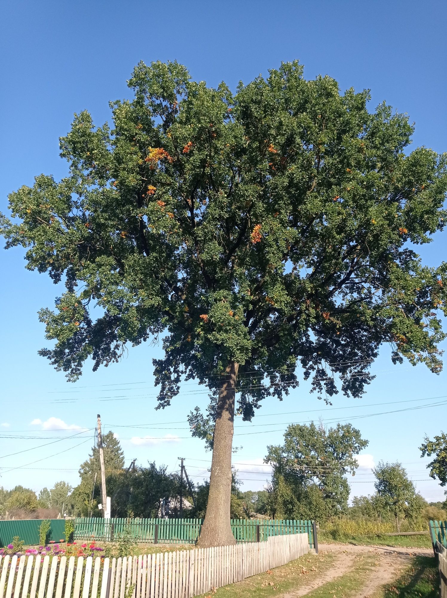 Продам дуб, Ділова деревина