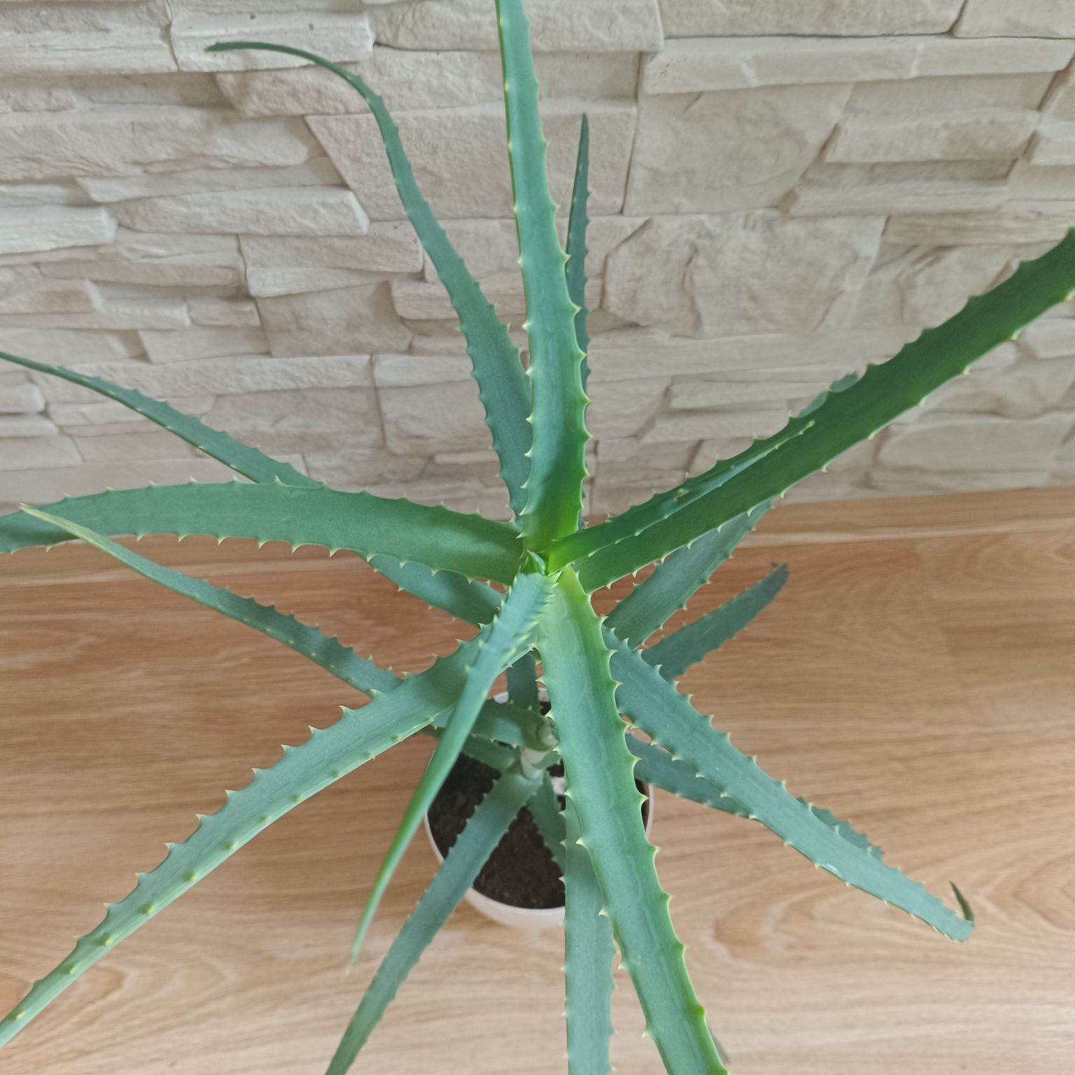 Aloes, kwiaty doniczkowe