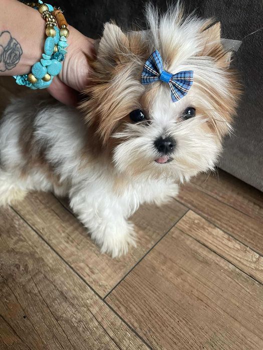 Golddust Yorkshire terrier minaturka biewer chlopak