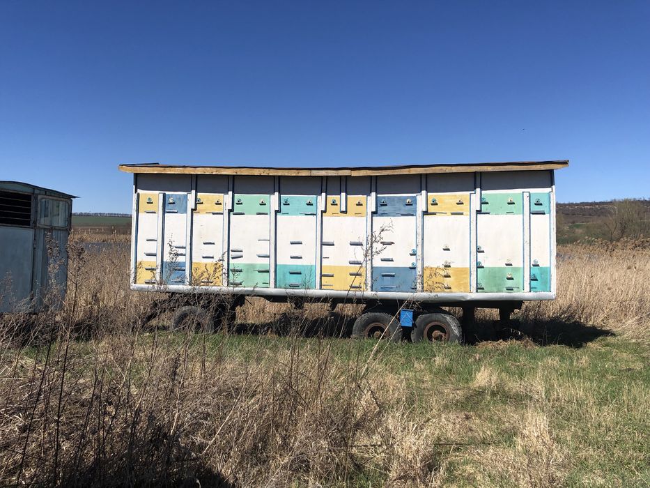 Продам пасіку кочеву