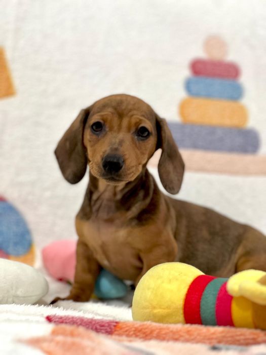 Menina Teckel miniatura lindissima