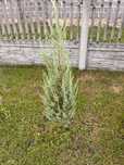 Jalowiec blue arrow kolumnowy ok. 100 cm