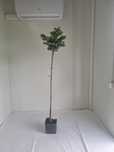 Świerk kłujący szczepiony na pniu Pinus mugo wys. 160 cm doniczka 5L