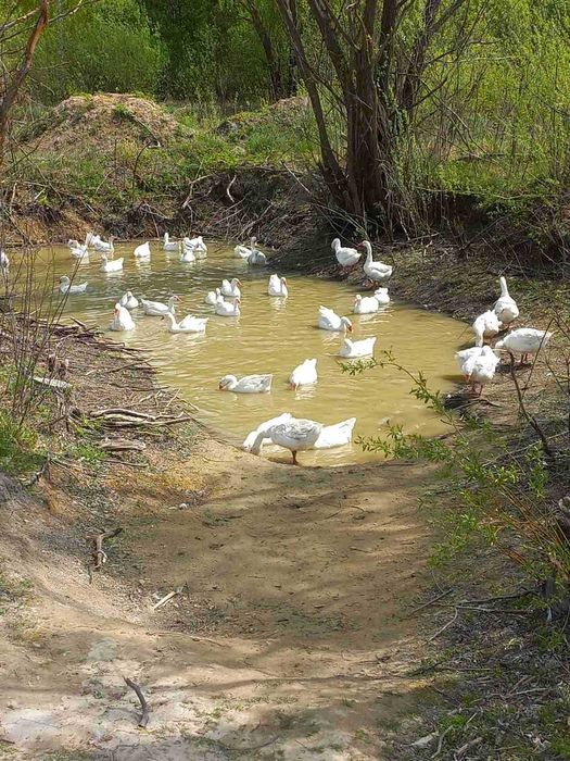 Гусі "Датський Легард" та індики "Північно-Кавказка"