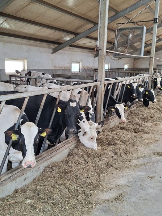 Jałówka Jałówki hodowlane PFHBiPM krowy,pierwiastki