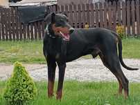 Doberman Piękny Pies