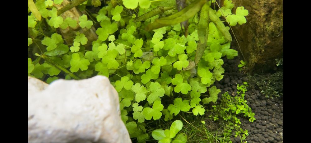 Plantas de aquario